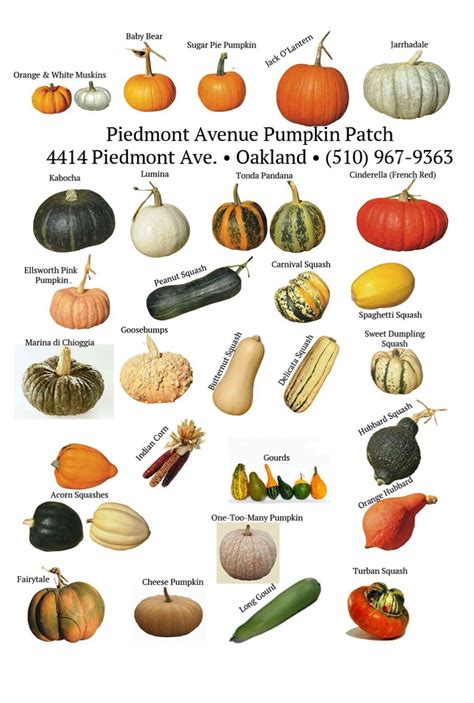 Pumpkin Varieties: 91 Different Types of Pumpkin .
